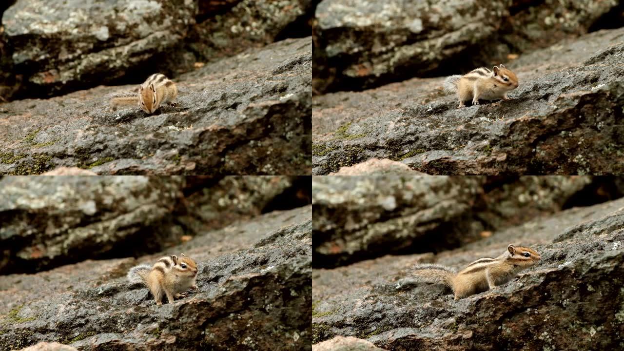 一只可爱的蓬松花栗鼠在岩石上跳跃寻找食物的慢动作。