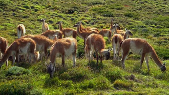 在南美洲巴塔哥尼亚智利的托雷斯德尔潘恩国家公园放牧的瓜纳科斯群
