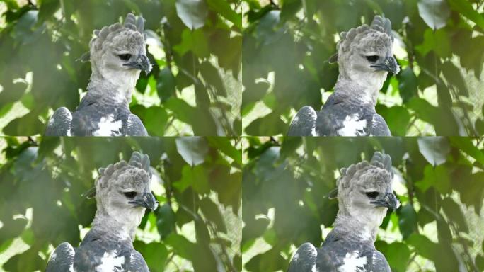竖琴鹰的壮观镜头以强烈的视线注视着精确的点