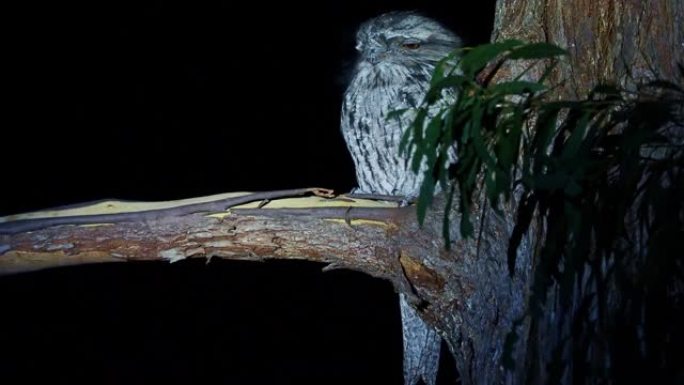 来自澳大利亚的Tawny Frogmouth (Podargus strigoides) night