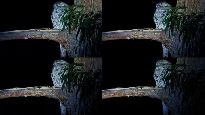 来自澳大利亚的Tawny Frogmouth (Podargus strigoides) night