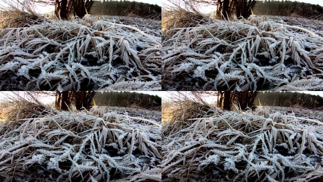 冬季草地和芦苇上的白霜