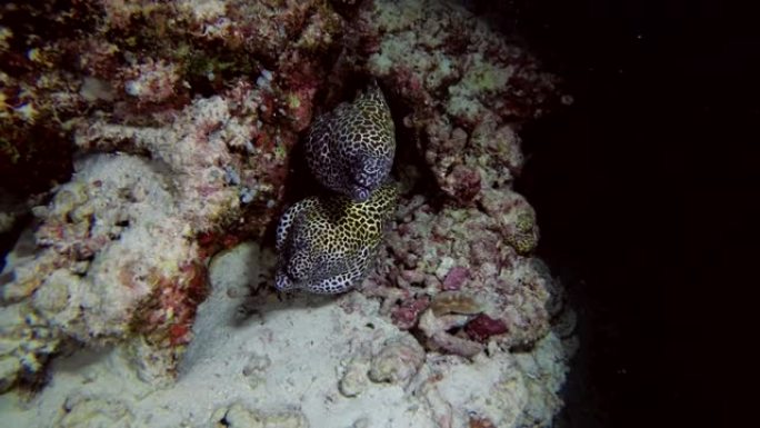 两个蜂窝状海鳗-Gymnothorax favagineus peek out the hole，印