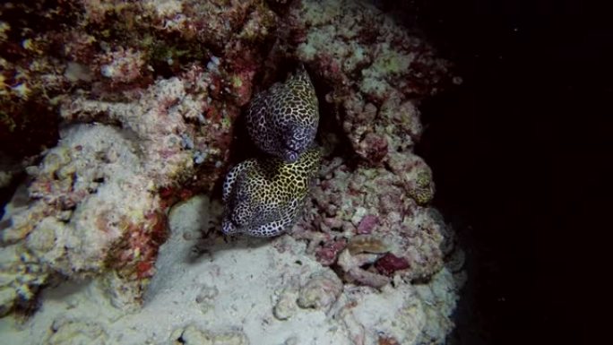 两个蜂窝状海鳗-Gymnothorax favagineus peek out the hole，印