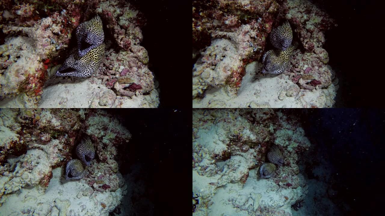 两个蜂窝状海鳗-Gymnothorax favagineus peek out the hole，印