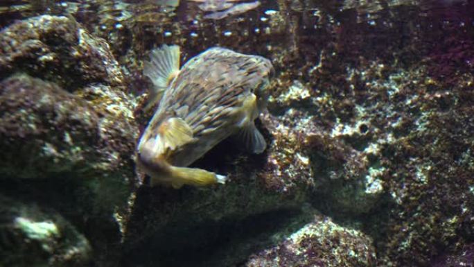 鱼缸水浅水海鲀水底