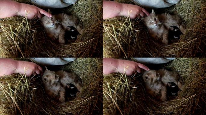 一个女人正在用手指抚摸一只毛茸茸的猫。新生的小猫躺在母亲附近。