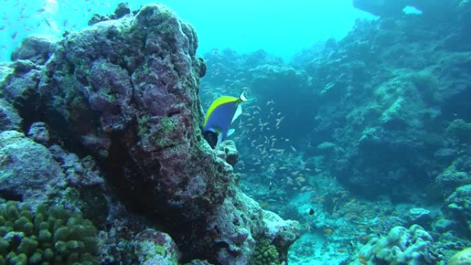 亚洲马尔代夫富瓦赫穆拉岛印度洋珊瑚礁上的粉蓝汤