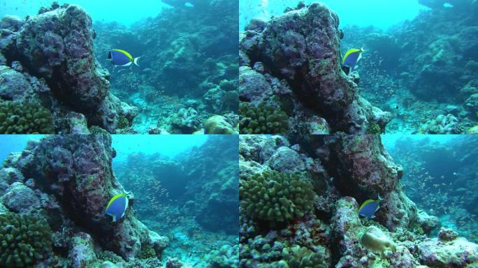 亚洲马尔代夫富瓦赫穆拉岛印度洋珊瑚礁上的粉蓝汤
