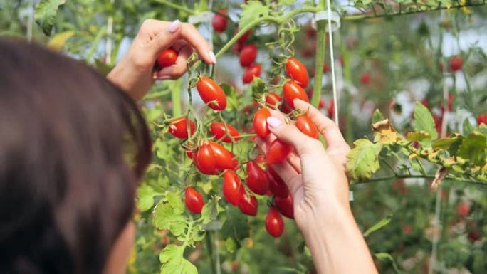 农业女工和一箱西红柿在前面，在温室里工作，收获西红柿。