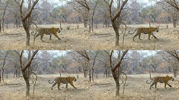 Tiger walks between the trees