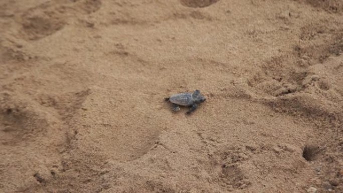 小乌龟孵化和在海滩上散步，走向海洋自然环境中的新生命之美澳大利亚班达伯格昆士兰加油!