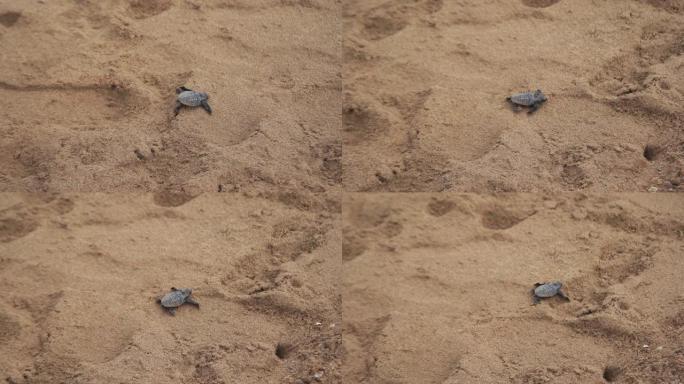 小乌龟孵化和在海滩上散步，走向海洋自然环境中的新生命之美澳大利亚班达伯格昆士兰加油!