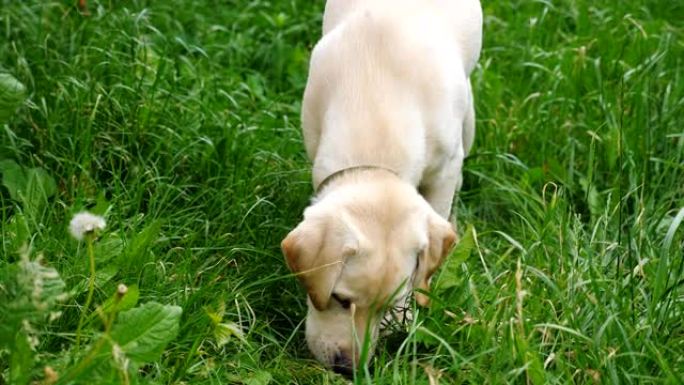 可爱的拉布拉多犬或金毛猎犬在院子里的绿草地上玩耍。细心的动物在草坪上寻找食物。慢动作特写