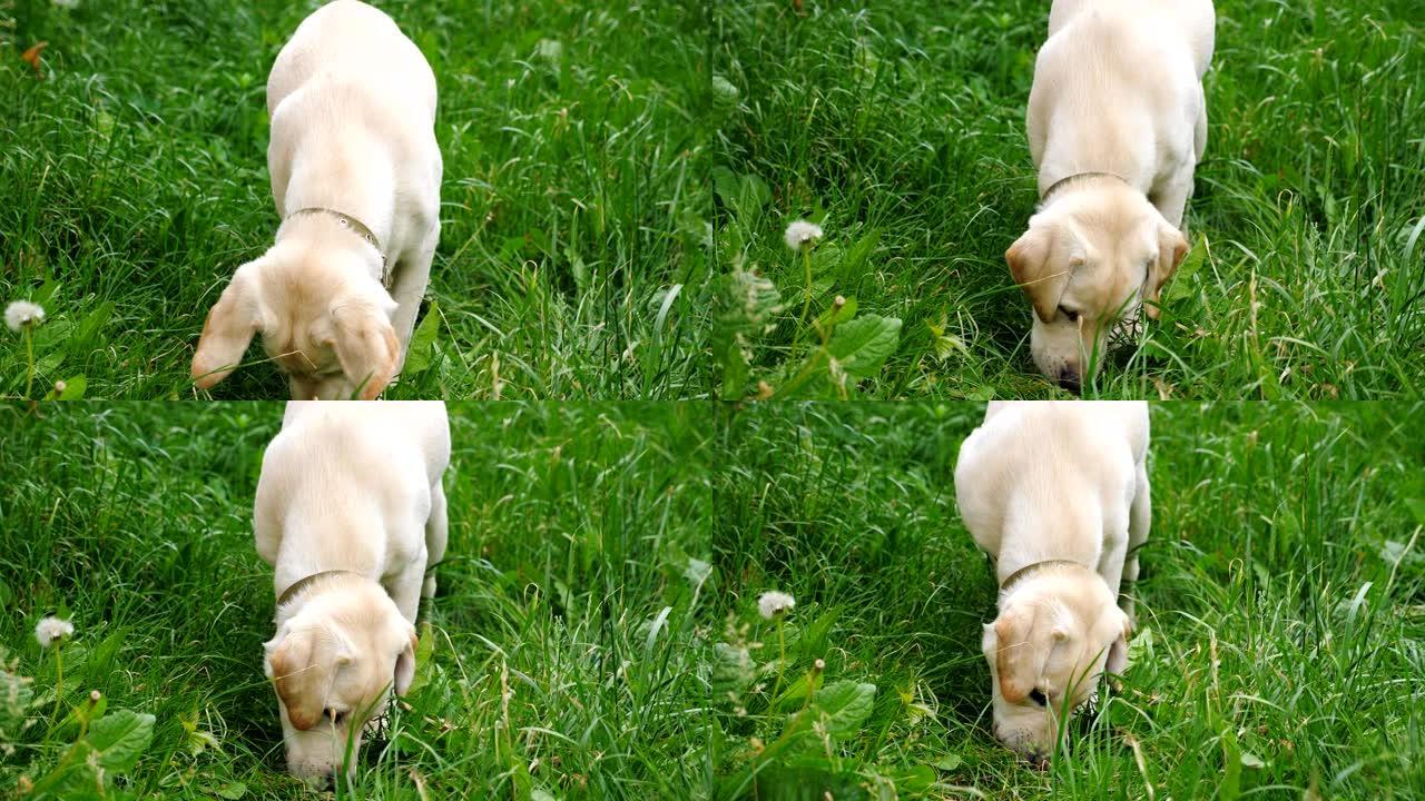 可爱的拉布拉多犬或金毛猎犬在院子里的绿草地上玩耍。细心的动物在草坪上寻找食物。慢动作特写