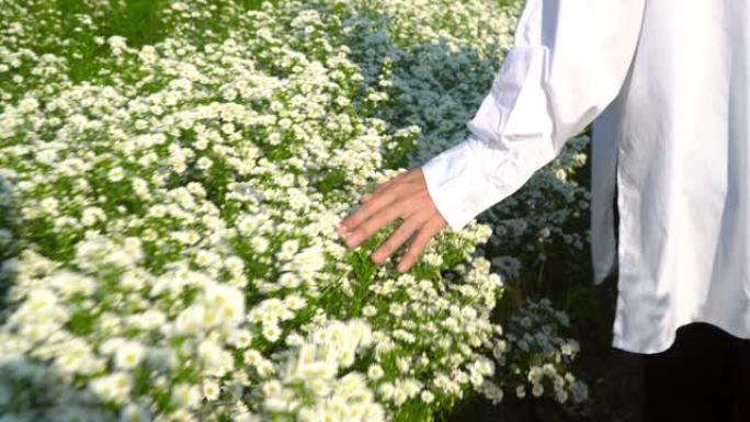 夏季日落时，4k年轻的亚洲妇女在小白刀花田上行走。女人的手抚摸和抚摸花园里绿叶的鲜花植物。有自然概念