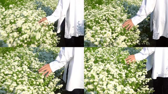 夏季日落时，4k年轻的亚洲妇女在小白刀花田上行走。女人的手抚摸和抚摸花园里绿叶的鲜花植物。有自然概念