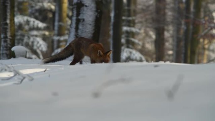 狐狸 (Vulpes Vulpes) 在森林中寻找食物