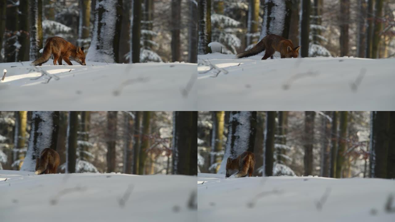 狐狸 (Vulpes Vulpes) 在森林中寻找食物