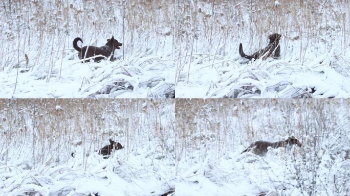 狗沿着慢动作的雪地奔跑