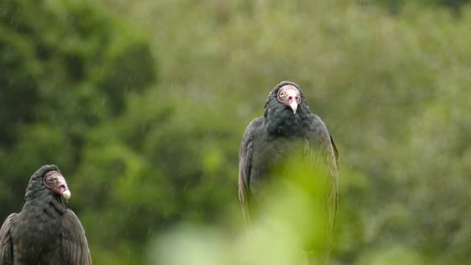 土耳其秃鹰二人组在大自然中等待雨水