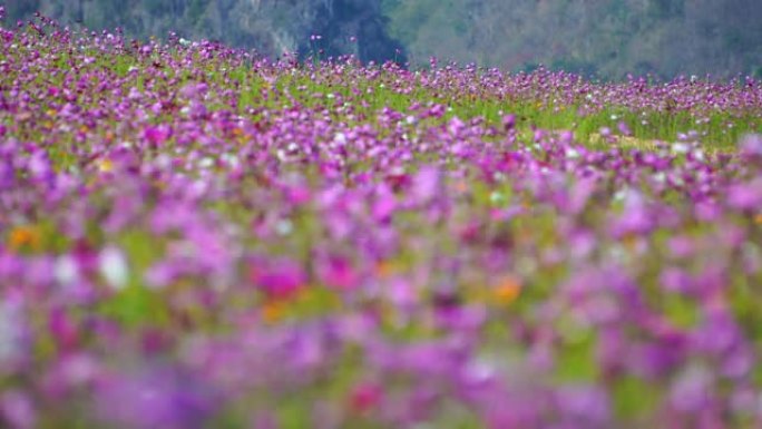 宇宙花漫山遍野空镜头花儿