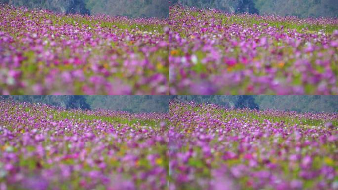 宇宙花漫山遍野空镜头花儿