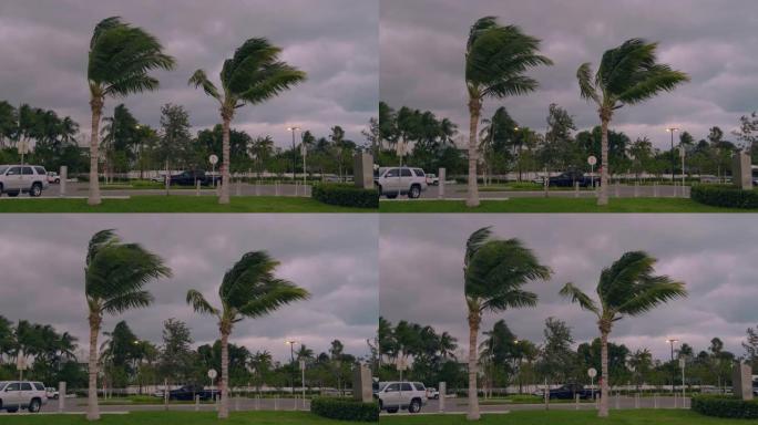 暴风雨的强风使美国佛罗里达州的棕榈树弯曲
