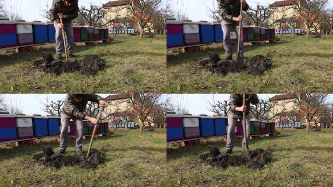 园丁在养蜂场附近用铁锹挖洞种植果树
