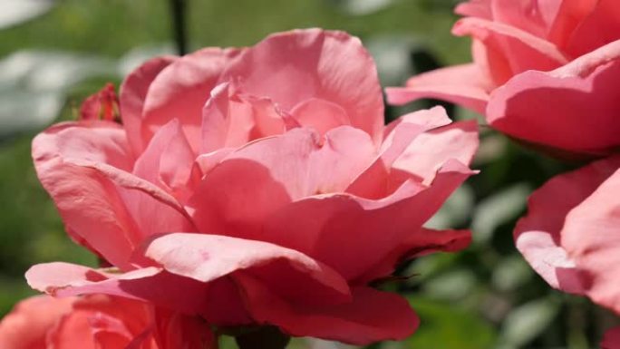 粉色蔷薇科罗莎属花卉植物浅景深背景4K