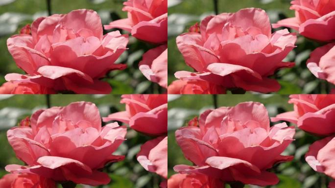 粉色蔷薇科罗莎属花卉植物浅景深背景4K