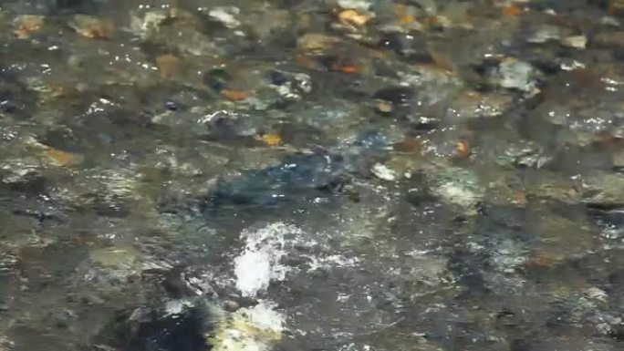 鲑鱼沿着岩石河床向上游挣扎以产卵
