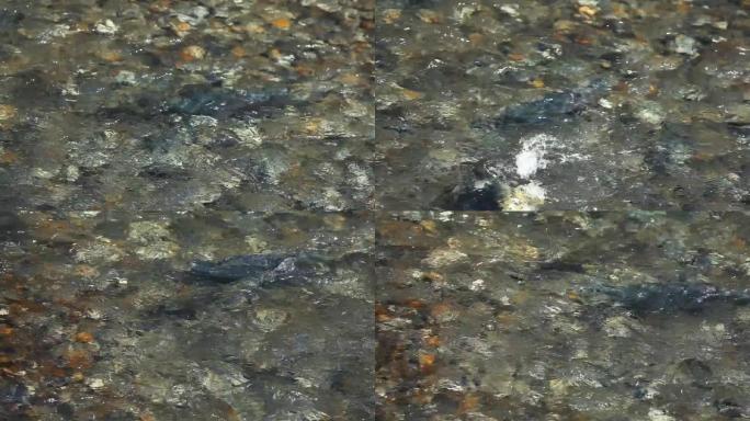 鲑鱼沿着岩石河床向上游挣扎以产卵