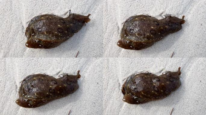 墨西哥海滩上的海蜗牛特写