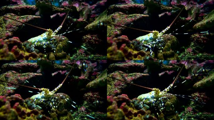 珊瑚礁中的多刺龙虾