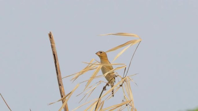 湿地树枝上的棕色鸟。