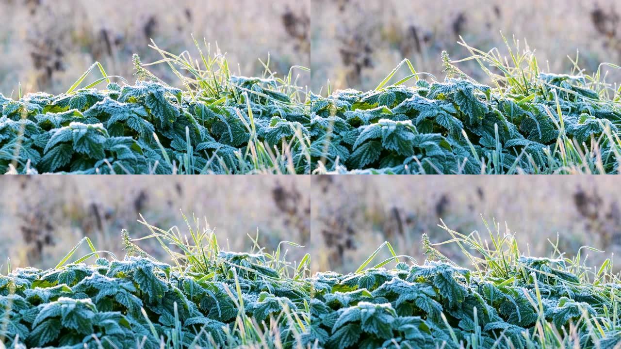 寒冷的日子里冰冻的绿色荨麻和草