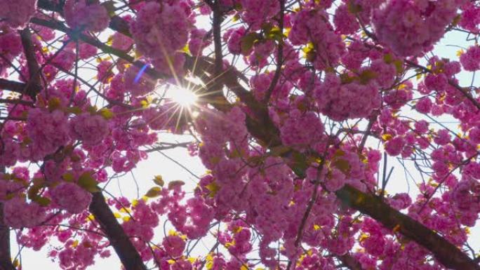 美丽的樱花樱花-在太阳下拍摄-相机泛泛ProRes