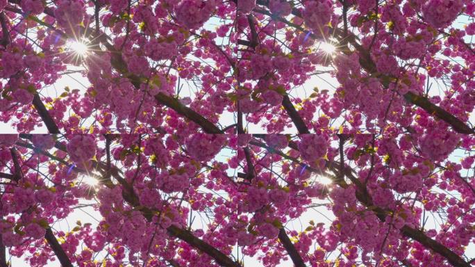 美丽的樱花樱花-在太阳下拍摄-相机泛泛ProRes