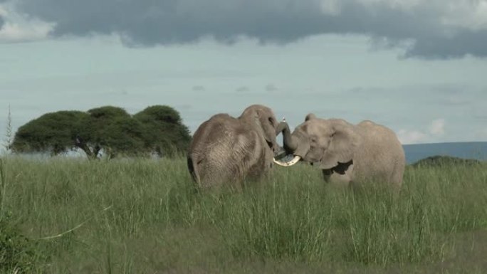 非洲象公牛打架非洲象公牛打架大象动物野生