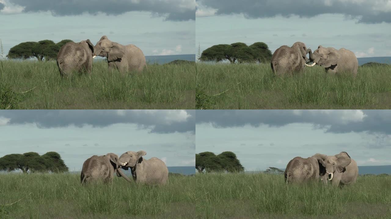非洲象公牛打架非洲象公牛打架大象动物野生