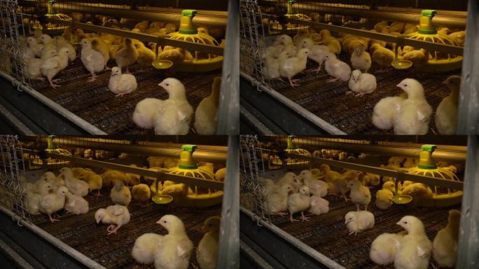 鸡蛋工厂植物农业家禽养鸡场。在雏鸡背景下以选择性的焦点关闭白鸡。地板上的许多黄色小鸡从喂食器中吃东西