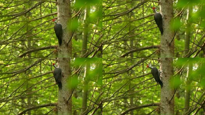 堆积啄木鸟在松树上寻找虫子的原始照片
