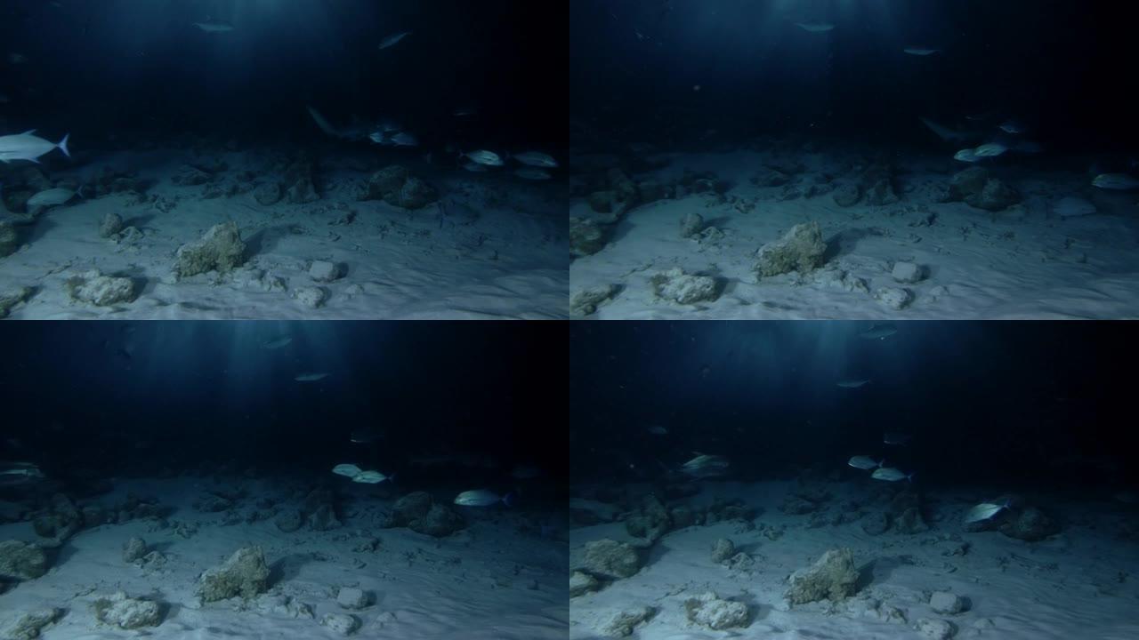 蓝鳍树学校-Caranx melampygus在夜间游泳，印度洋，马尔代夫