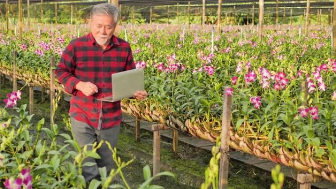 高级成人会在labtop上记录信息，以跟踪兰花的生长。