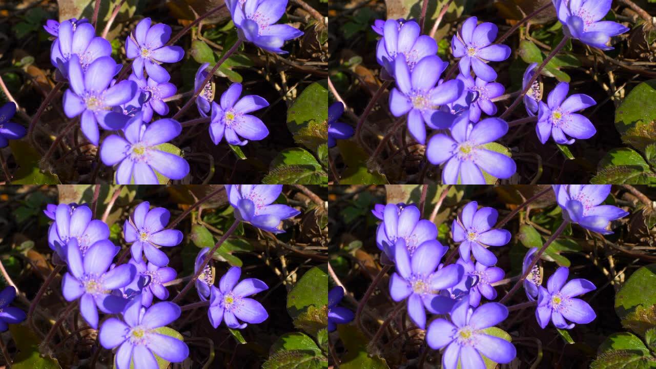 春天的利物浦蓝色花朵野花盛开