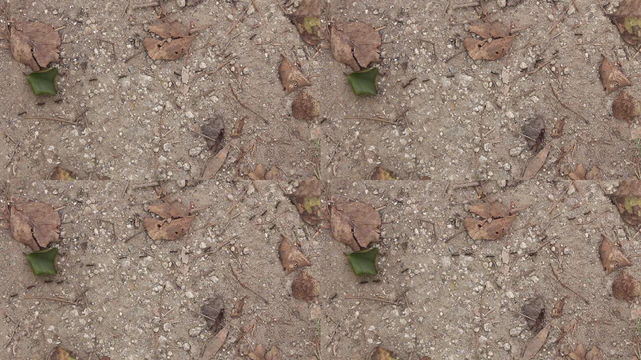 在马西那古迪附近的森林里，蚂蚁排成一行在泥泞的小路上行进