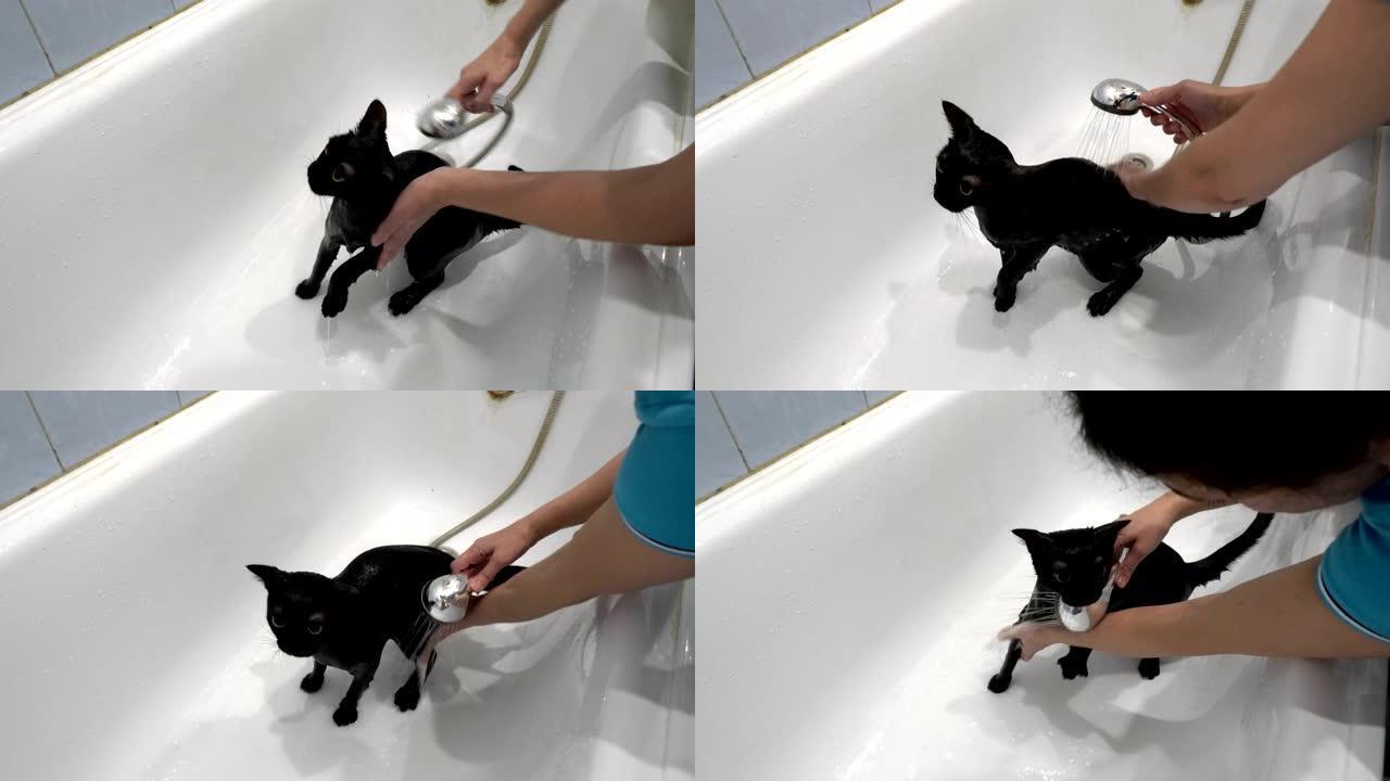 一只毫无防备的黄色眼睛的小黑猫沐浴在白色的浴缸里。女人用淋浴的水给猫浇水并擦拭。照顾动物。生活方式。
