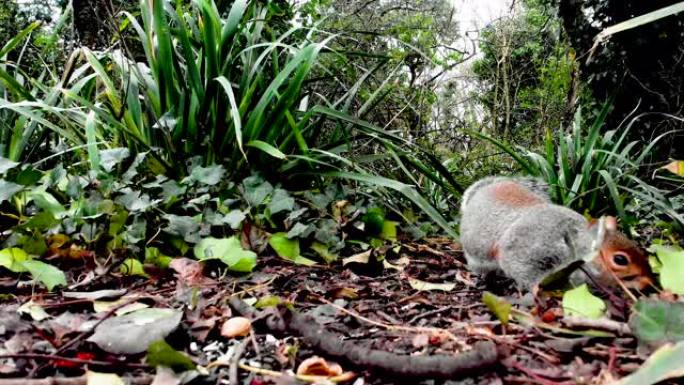一只小松鼠在森林地面上发现了一些猴子坚果，并开始吃它们