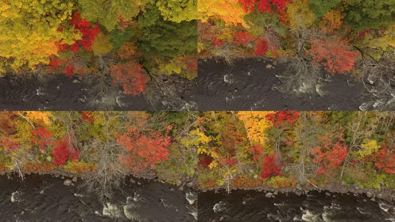 秋天期间，无人机向下拍摄从森林中的树木飞走